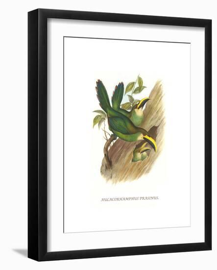 Emerald Toucanet-John Gould-Framed Art Print