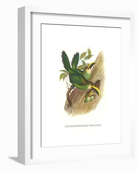 Emerald Toucanet-John Gould-Framed Art Print