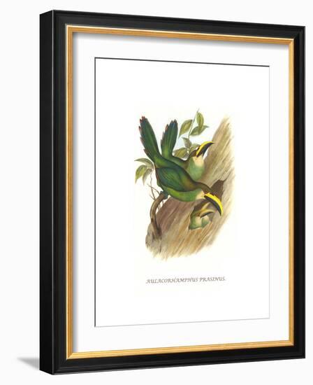 Emerald Toucanet-John Gould-Framed Art Print