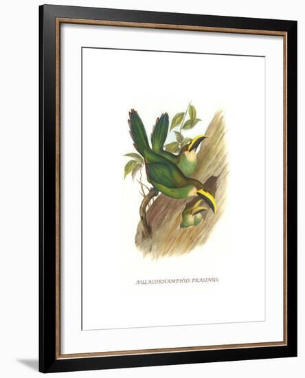 Emerald Toucanet-John Gould-Framed Art Print