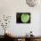 Emerald Tree Boa, Amazon, Ecuador-Pete Oxford-Photographic Print displayed on a wall