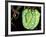 Emerald Tree Boa, Amazon, Ecuador-Pete Oxford-Framed Photographic Print