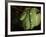 Emerald Tree Boa (Corallus Canina), Ecuador, Amazon, South America-Pete Oxford-Framed Photographic Print