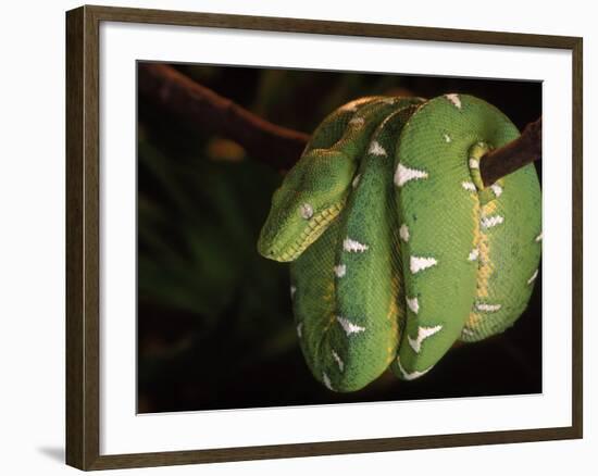 Emerald Tree Boa (Corallus Canina), Ecuador, Amazon, South America-Pete Oxford-Framed Photographic Print