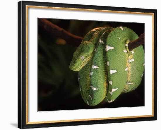 Emerald Tree Boa (Corallus Canina), Ecuador, Amazon, South America-Pete Oxford-Framed Photographic Print