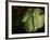 Emerald Tree Boa (Corallus Canina), Ecuador, Amazon, South America-Pete Oxford-Framed Photographic Print