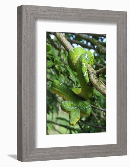 Emerald Tree Boa (Corallus Caninus) Coiled Around Branch In Strike-Ready Pose-Daniel Heuclin-Framed Photographic Print