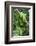 Emerald Tree Boa (Corallus Caninus) Coiled Around Branch In Strike-Ready Pose-Daniel Heuclin-Framed Photographic Print