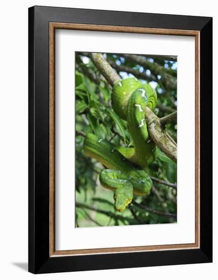 Emerald Tree Boa (Corallus Caninus) Coiled Around Branch In Strike-Ready Pose-Daniel Heuclin-Framed Photographic Print