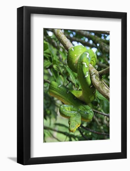 Emerald Tree Boa (Corallus Caninus) Coiled Around Branch In Strike-Ready Pose-Daniel Heuclin-Framed Photographic Print