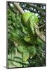 Emerald Tree Boa (Corallus Caninus) Coiled Around Branch In Strike-Ready Pose-Daniel Heuclin-Mounted Photographic Print