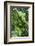 Emerald Tree Boa (Corallus Caninus) Coiled Around Branch In Strike-Ready Pose-Daniel Heuclin-Framed Photographic Print