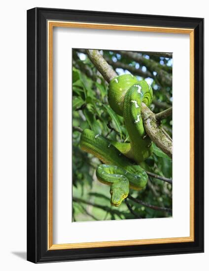 Emerald Tree Boa (Corallus Caninus) Coiled Around Branch In Strike-Ready Pose-Daniel Heuclin-Framed Photographic Print