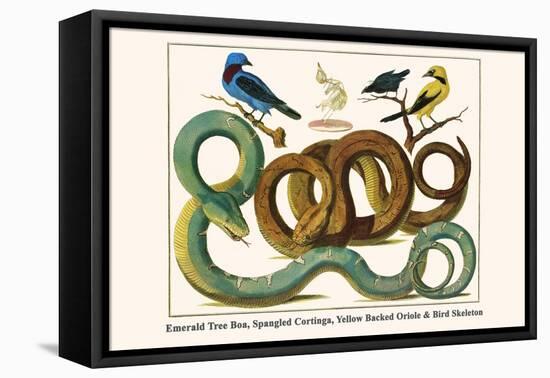 Emerald Tree Boa, Spangled Cortinga, Yellow Backed Oriole and Bird Skeleton-Albertus Seba-Framed Stretched Canvas