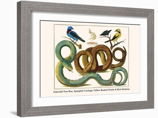 Emerald Tree Boa, Spangled Cortinga, Yellow Backed Oriole and Bird Skeleton-Albertus Seba-Framed Art Print