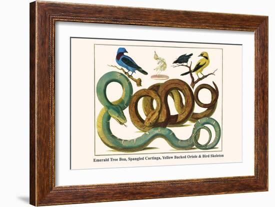 Emerald Tree Boa, Spangled Cortinga, Yellow Backed Oriole and Bird Skeleton-Albertus Seba-Framed Art Print