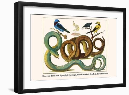 Emerald Tree Boa, Spangled Cortinga, Yellow Backed Oriole and Bird Skeleton-Albertus Seba-Framed Art Print