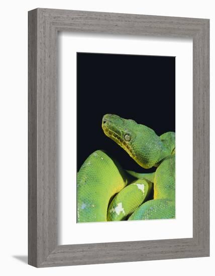 Emerald Tree Boa-DLILLC-Framed Photographic Print