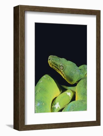 Emerald Tree Boa-DLILLC-Framed Photographic Print