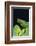 Emerald Tree Boa-DLILLC-Framed Photographic Print