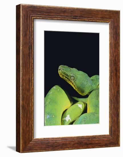 Emerald Tree Boa-DLILLC-Framed Photographic Print