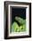 Emerald Tree Boa-DLILLC-Framed Photographic Print