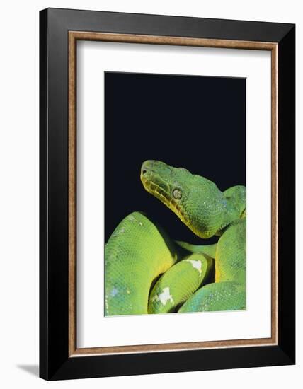 Emerald Tree Boa-DLILLC-Framed Photographic Print