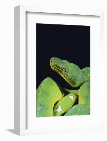 Emerald Tree Boa-DLILLC-Framed Photographic Print