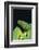 Emerald Tree Boa-DLILLC-Framed Photographic Print