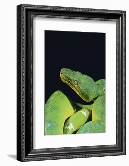 Emerald Tree Boa-DLILLC-Framed Photographic Print