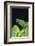 Emerald Tree Boa-DLILLC-Framed Photographic Print