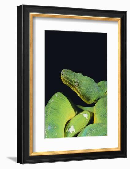 Emerald Tree Boa-DLILLC-Framed Photographic Print