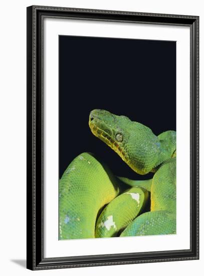 Emerald Tree Boa-DLILLC-Framed Photographic Print