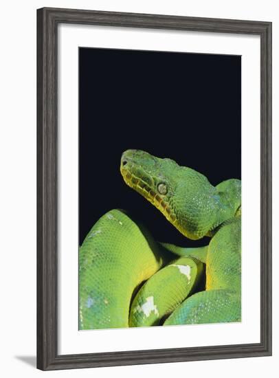 Emerald Tree Boa-DLILLC-Framed Photographic Print