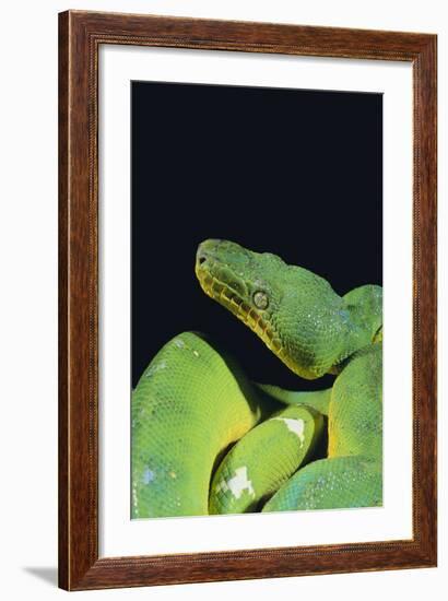 Emerald Tree Boa-DLILLC-Framed Photographic Print