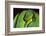 Emerald Tree Boa-DLILLC-Framed Photographic Print