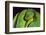 Emerald Tree Boa-DLILLC-Framed Photographic Print