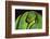 Emerald Tree Boa-DLILLC-Framed Photographic Print