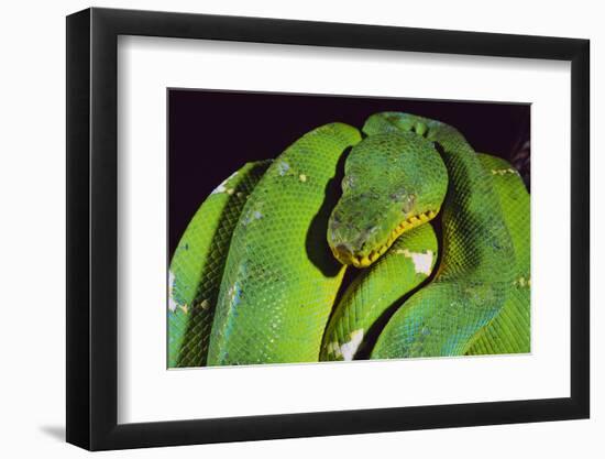 Emerald Tree Boa-DLILLC-Framed Photographic Print