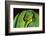 Emerald Tree Boa-DLILLC-Framed Photographic Print