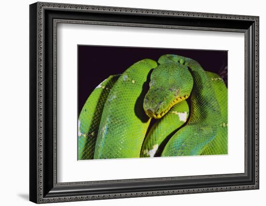 Emerald Tree Boa-DLILLC-Framed Photographic Print