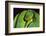 Emerald Tree Boa-DLILLC-Framed Photographic Print