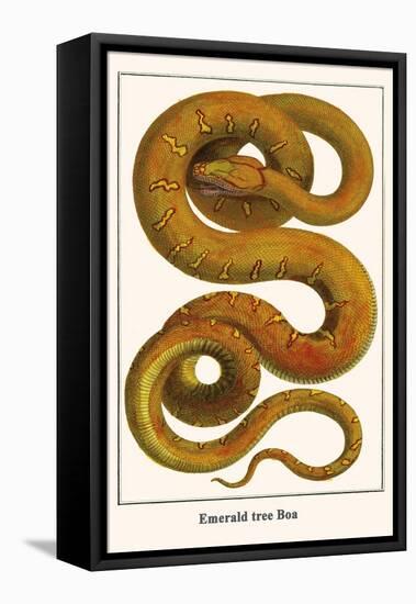 Emerald Tree Boa-Albertus Seba-Framed Stretched Canvas