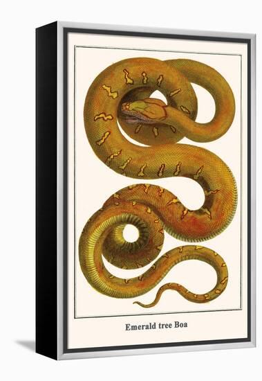 Emerald Tree Boa-Albertus Seba-Framed Stretched Canvas