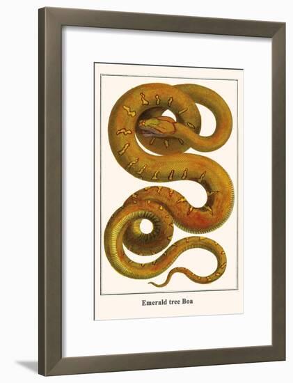 Emerald Tree Boa-Albertus Seba-Framed Art Print