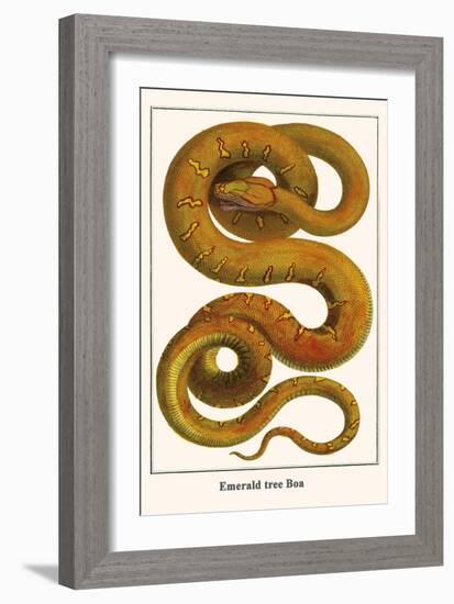 Emerald Tree Boa-Albertus Seba-Framed Art Print