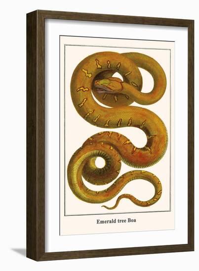 Emerald Tree Boa-Albertus Seba-Framed Art Print