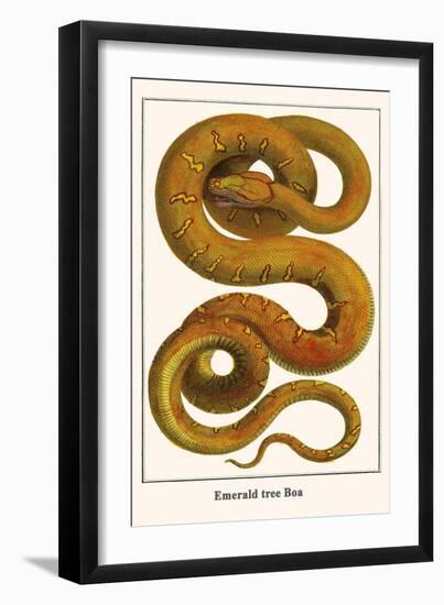 Emerald Tree Boa-Albertus Seba-Framed Art Print