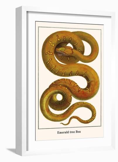 Emerald Tree Boa-Albertus Seba-Framed Art Print