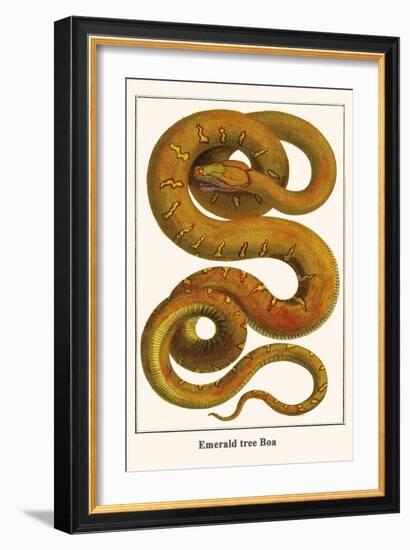 Emerald Tree Boa-Albertus Seba-Framed Art Print